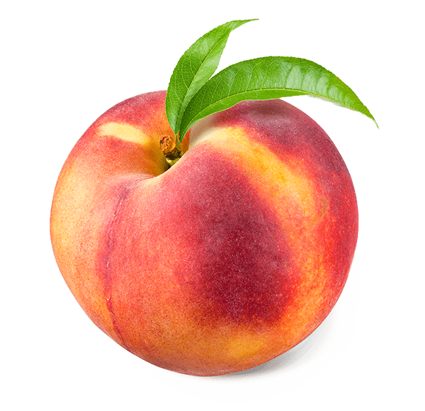 Peach Piyorose